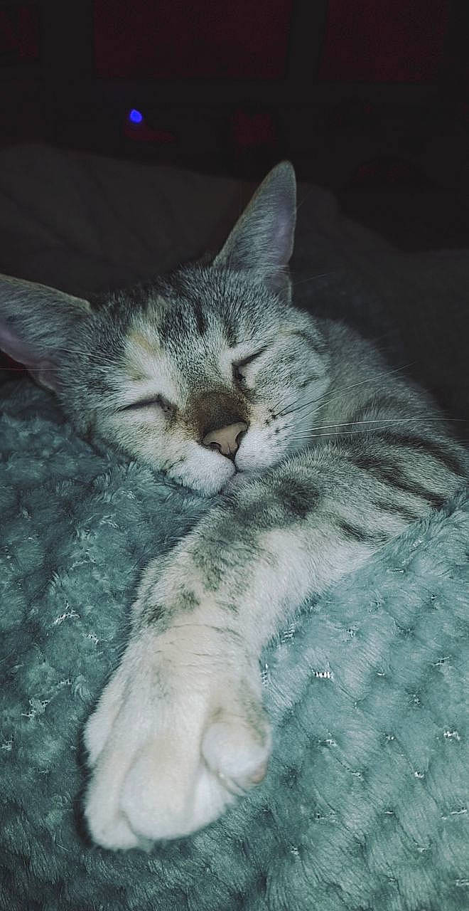 Dinah participe au concours pour gagner de l'argent avec cette photo : carnivore, cat, claw, comfort, darkness, domestic_short_haired_cat, eye, felidae, fur, grey, nap, night, paw, sky, sleep, small_to_medium_sized_cats, snout, tail, whiskers