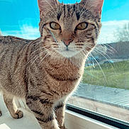 Mira participe au concours pour gagner de l'argent avec cette photo : cat, tabby_cat, animal, pet, windowsill, sunlight, blue_sky, cloud, whiskers, fur, reflection, indoor, daylight, curious, closeup, mammal, domestic_cat, striped, nature, window