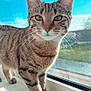 cat, tabby_cat, animal, pet, windowsill, sunlight, blue_sky, cloud, whiskers, fur, reflection, indoor, daylight, curious, closeup, mammal, domestic_cat, striped, nature, window