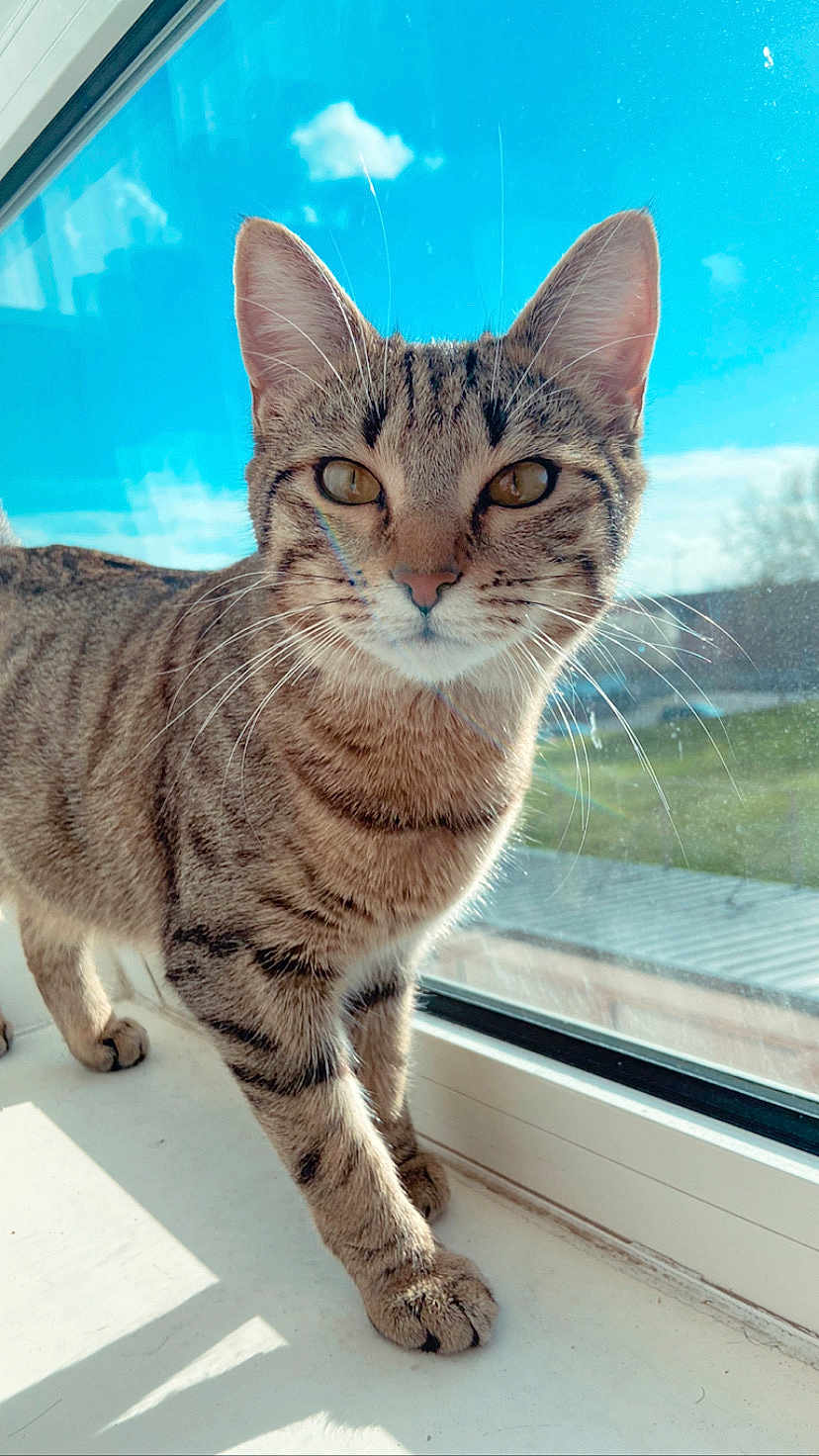 Mira participe au concours pour gagner de l'argent avec cette photo : cat, tabby_cat, animal, pet, windowsill, sunlight, blue_sky, cloud, whiskers, fur, reflection, indoor, daylight, curious, closeup, mammal, domestic_cat, striped, nature, window