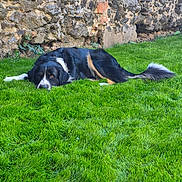 Vaneo participe au concours pour gagner de l'argent avec cette photo : dog, border_collie, black_and_white, lying_down, grass, lawn, outdoors, stone_wall, garden, pet, animal, floppy_ears, long_hair, white_markings, brown_markings, tail, relaxed, looking_at_camera, rural, daylight