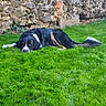 dog, border_collie, black_and_white, brown_markings, lying_down, grass, lawn, outdoor, stone_wall, garden, animal, pet, long_hair, floppy_ears, white_chest, white_paws, bushy_tail, staring, relaxed, nature