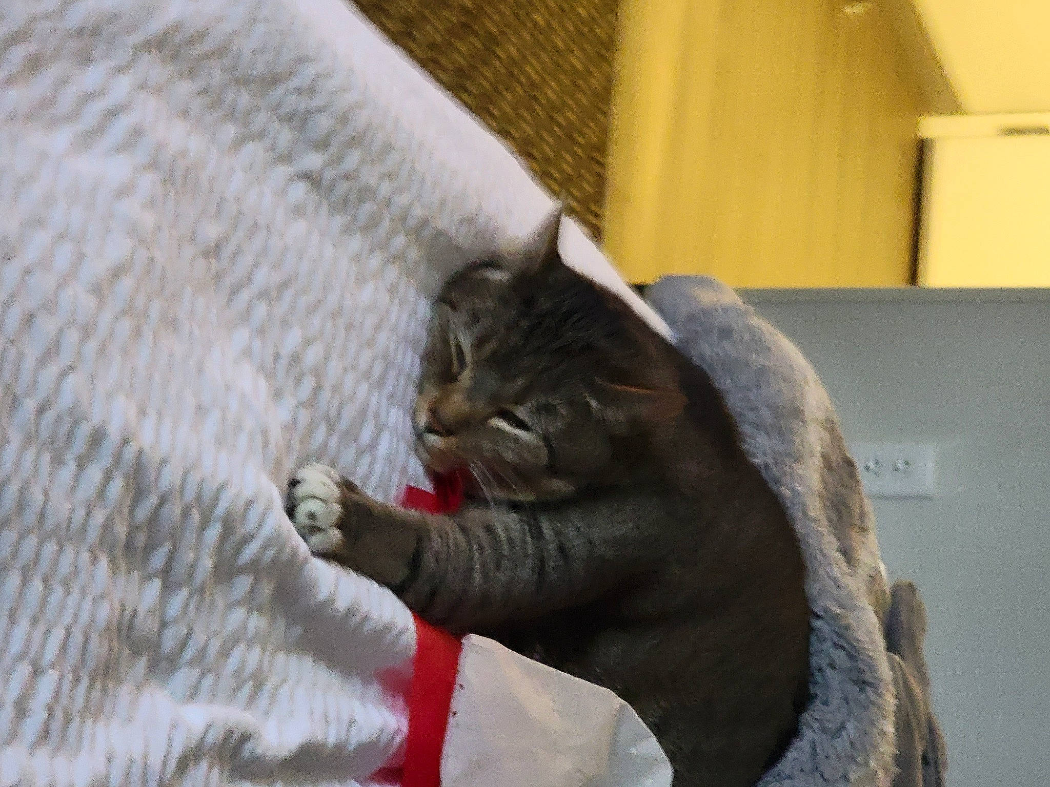 Joy joined the competition — help win amazing prizes! art, black_cat, carnivore, cat, cat_supply, claw, comfort, domestic_short_haired_cat, felidae, fur, grey, linens, paw, russian_blue, small_to_medium_sized_cats, snout, tail, whiskers, window