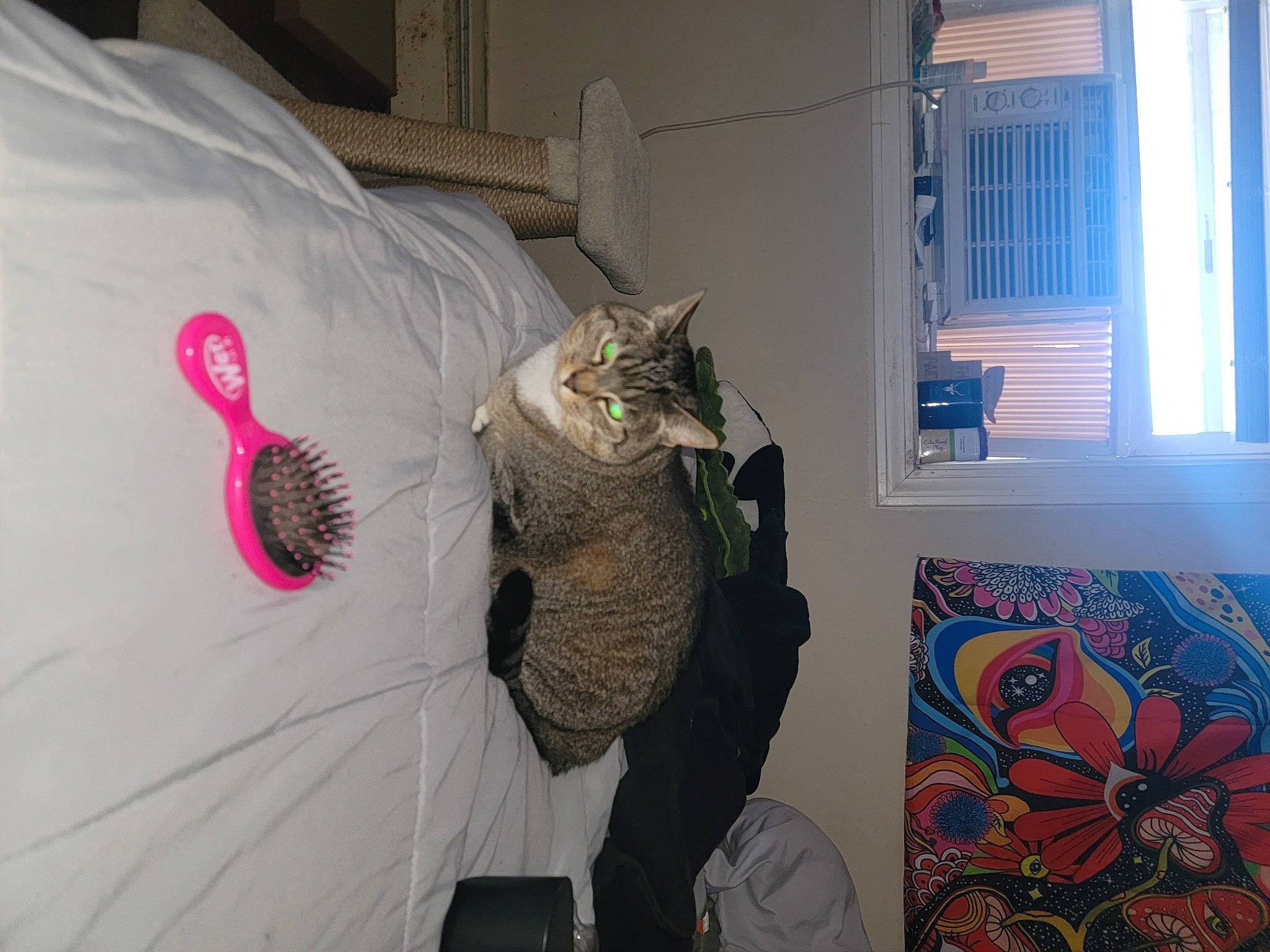 Joy is registered to the contest to win money with this photo: art, carnivore, cat, comfort, curtain, domestic_short_haired_cat, event, felidae, fur, linens, pattern, purple, room, small_to_medium_sized_cats, tail, textile, visual_arts, whiskers, window, window_blind