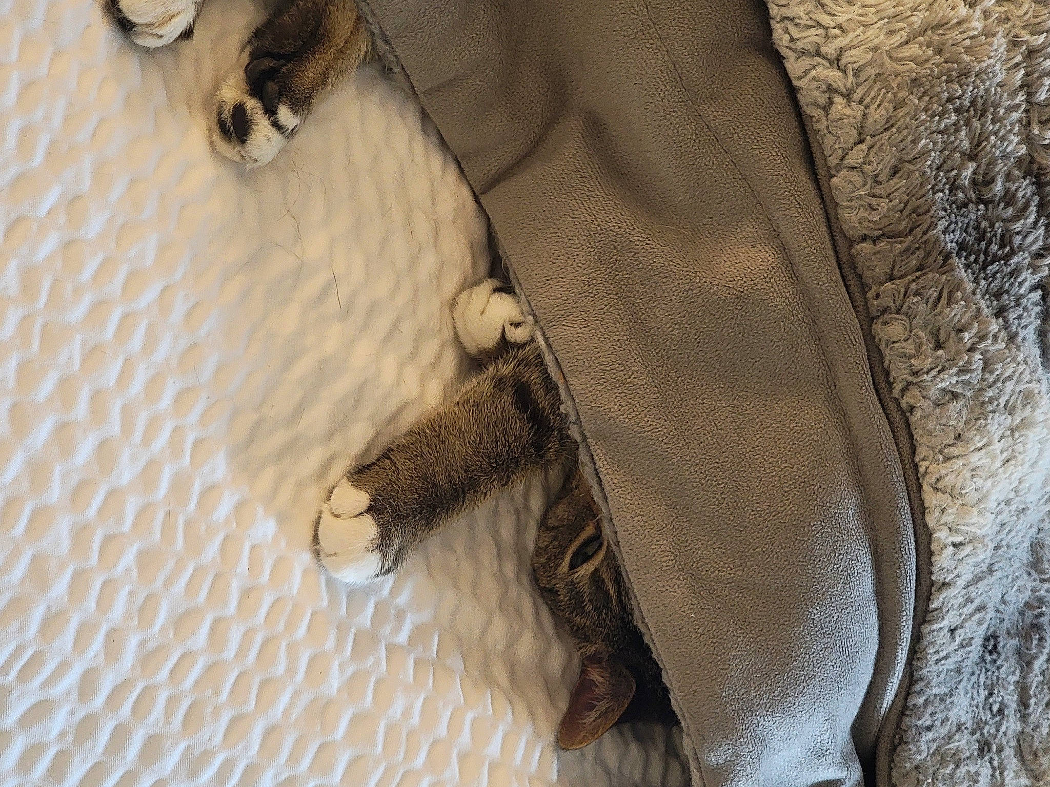 Joy is registered to the contest to win money with this photo: beige, claw, comfort, fawn, felidae, flooring, foot, fur, human_leg, linens, nail, pattern, sleeve, tail, terrestrial_animal, textile, wood, wool, woolen, working_animal