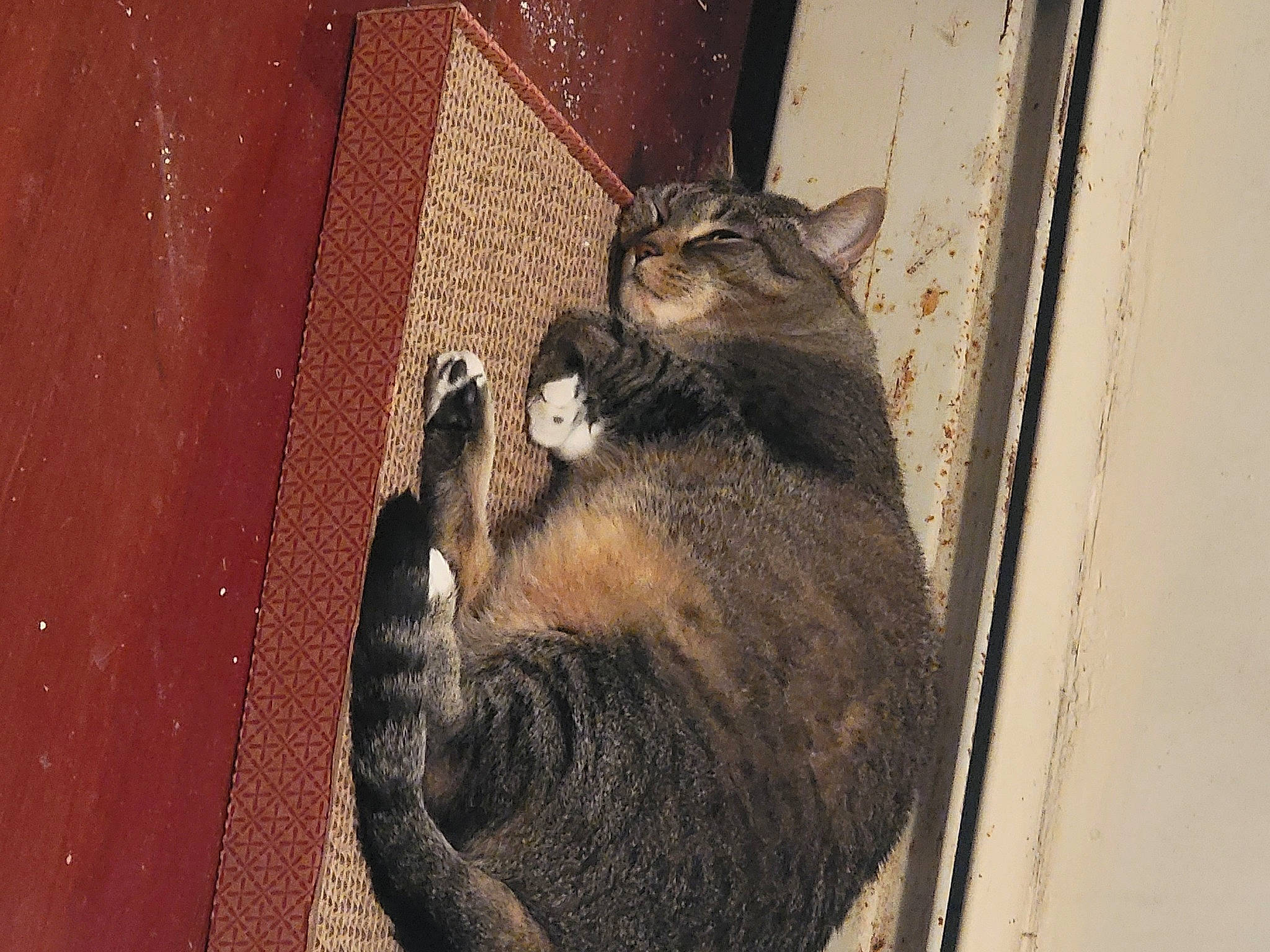 Joy is registered to the contest to win money with this photo: animal_shelter, art, black_cat, carnivore, cat, claw, domestic_short_haired_cat, felidae, fur, metal, paw, shadow, small_to_medium_sized_cats, snout, tail, terrestrial_animal, whiskers, wildlife, window, wood