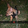 accessories, animal, ball, canine, dog, germanshepherd, grass, hound, leash, nature, outdoors, pet, plant, puppy, soil, sport, strap, tennis, tennisball, tree