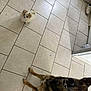 animal, canine, cat, cockerspaniel, dog, eskimodog, hound, husky, indoors, interiordesign, person, pet, puppy, tile, whitedog