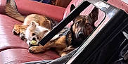 Tyson Et Vyvy a rejoint le concours — aidez-le/la à gagner de superbes lots ! animal, architecture, axe, baggage, building, canine, couch, cushion, device, dog, flower, furniture, homedecor, indoors, livingroom, pet, plant, pottedplant, puppy, room