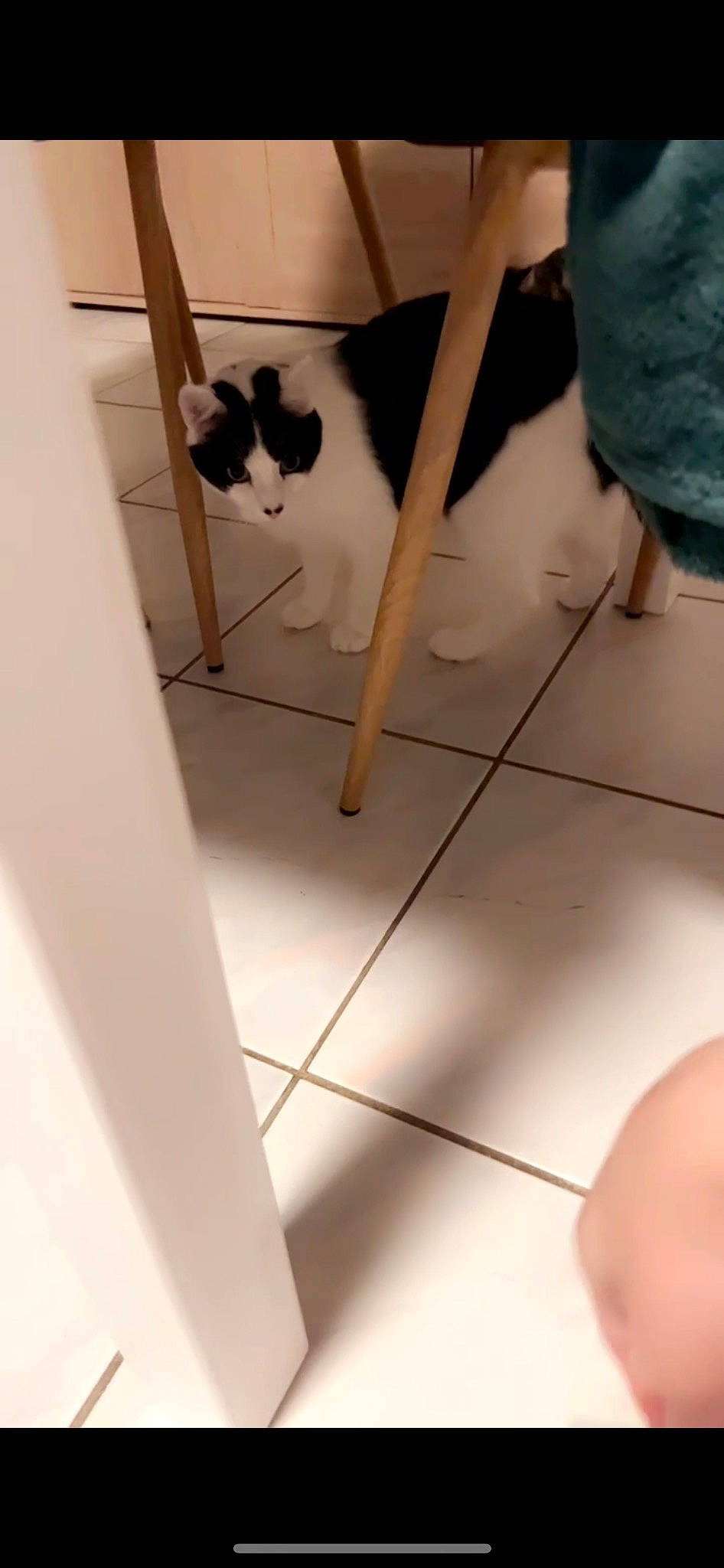 Maya participe au concours pour gagner de l'argent avec cette photo : carnivore, cat, comfort, dog_breed, fawn, felidae, floor, flooring, foot, hardwood, human_leg, laminate_flooring, small_to_medium_sized_cats, stairs, tail, thigh, tile_flooring, whiskers, white, wood