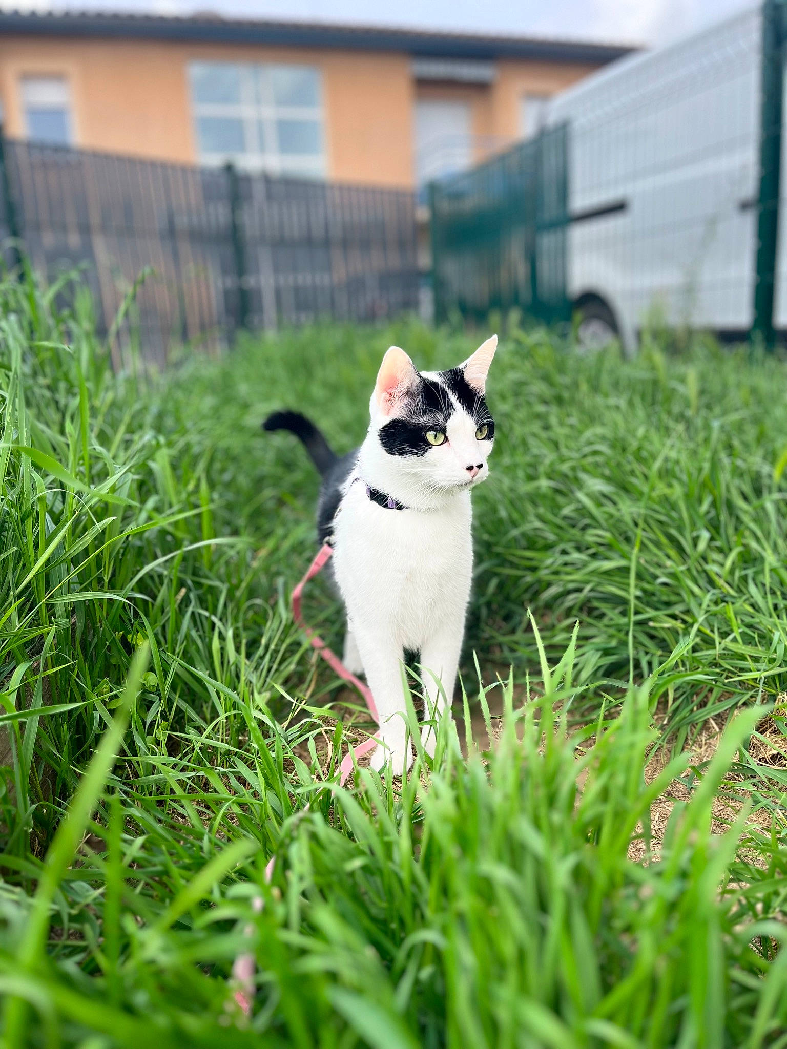 Maya a rejoint le concours — aidez-le/la à gagner de superbes lots ! carnivore, cat, domestic_short_haired_cat, felidae, formal_wear, fur, garden, grass, grass_family, grassland, groundcover, landscape, lawn, plant, shrub, sitting, small_to_medium_sized_cats, tail, tree, whiskers