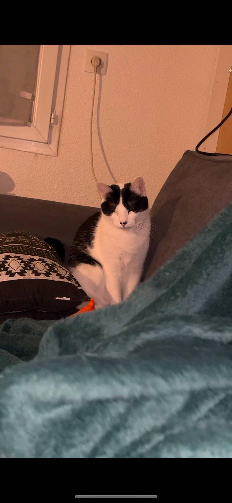 Maya a rejoint le concours — aidez-le/la à gagner de superbes lots ! bedding, carnivore, cat, comfort, domestic_short_haired_cat, felidae, flooring, fur, grey, hardwood, human_leg, linens, picture_frame, room, small_to_medium_sized_cats, tail, whiskers, wood