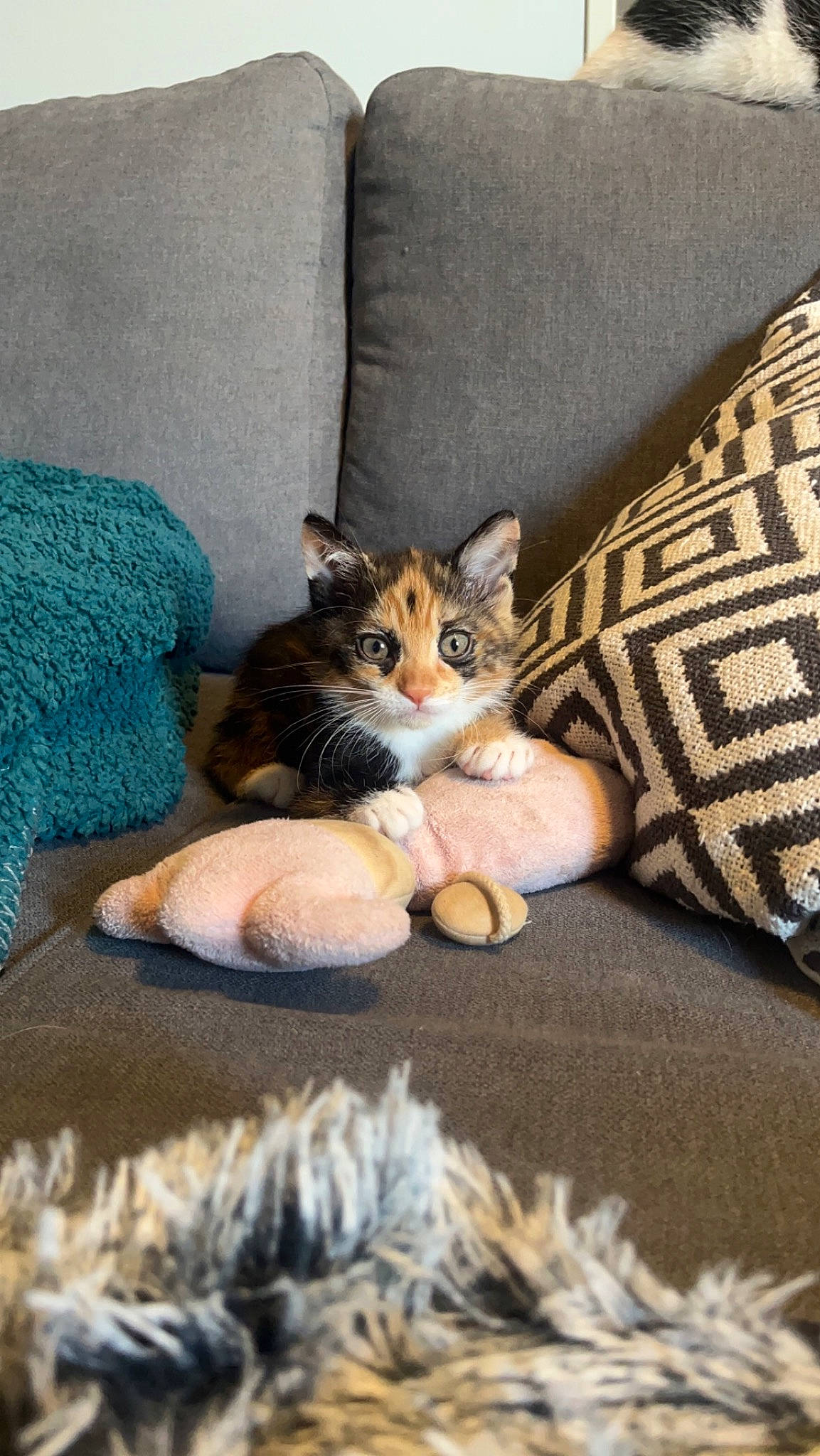 Zelda participe au concours pour gagner de l'argent avec cette photo : carnivore, cat, comfort, domestic_short_haired_cat, fawn, felidae, foot, fur, grey, human_leg, linens, nap, paw, room, sitting, small_to_medium_sized_cats, tail, textile, whiskers, wood