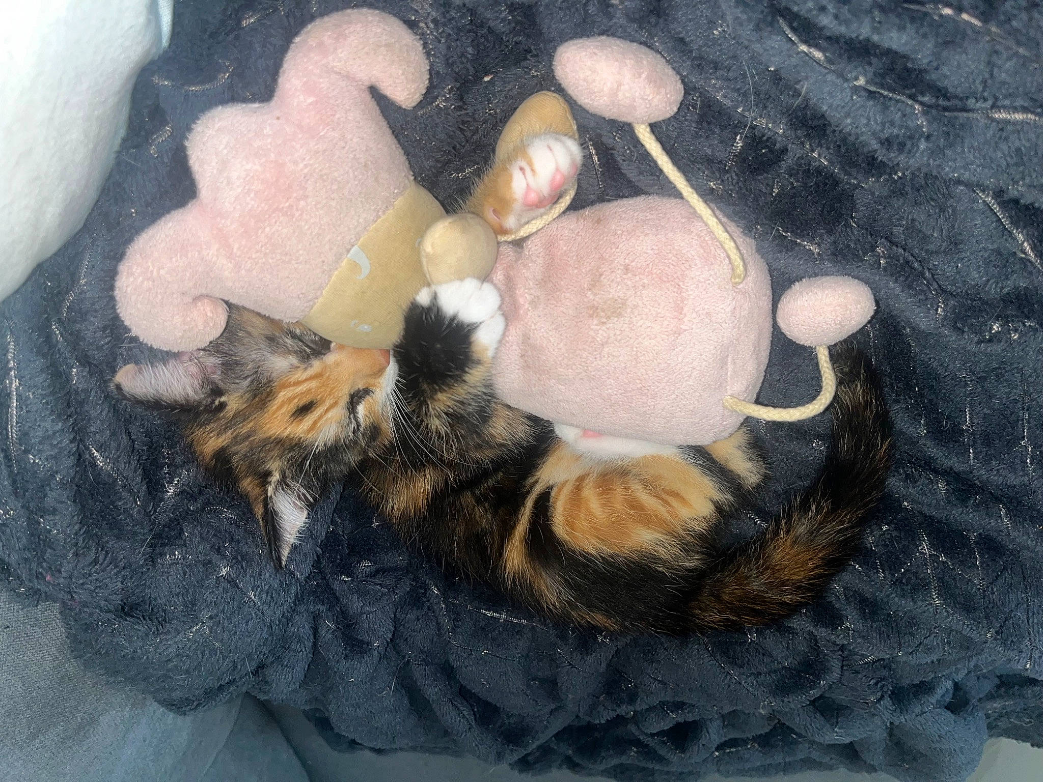 Zelda participe au concours pour gagner de l'argent avec cette photo : art, fashion_accessory, fawn, fur, natural_material, organism, still_life_photography, terrestrial_animal, toy