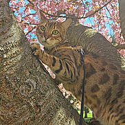 Aslan is registered to the contest to win money with this photo: cat, tree, cherry_blossoms, flowers, spring, leash, outdoor, nature, animal, pet, greenery, sunlight, bark, branch, daylight, feline, climbing, closeup, colorful, sky