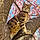 Aslan