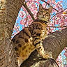 Aslan is registered to the contest to win money with this photo: cat, tree, branch, cherry_blossoms, pink_flowers, outdoor, nature, animal, pet, feline, spring, blue_sky, closeup, wildlife, majestic, alert, sunlight, fur_pattern, leaves, trunk