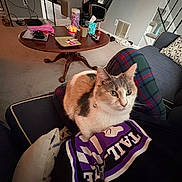 Misty joined the competition — help win amazing prizes! cat, calico_cat, indoor, living_room, person, lap, plaid_pants, couch, pillow, coffee_table, carpet, stairs, mug, candle, remote_control, tissue_box, blanket, wooden_table, warm_lighting, relaxed