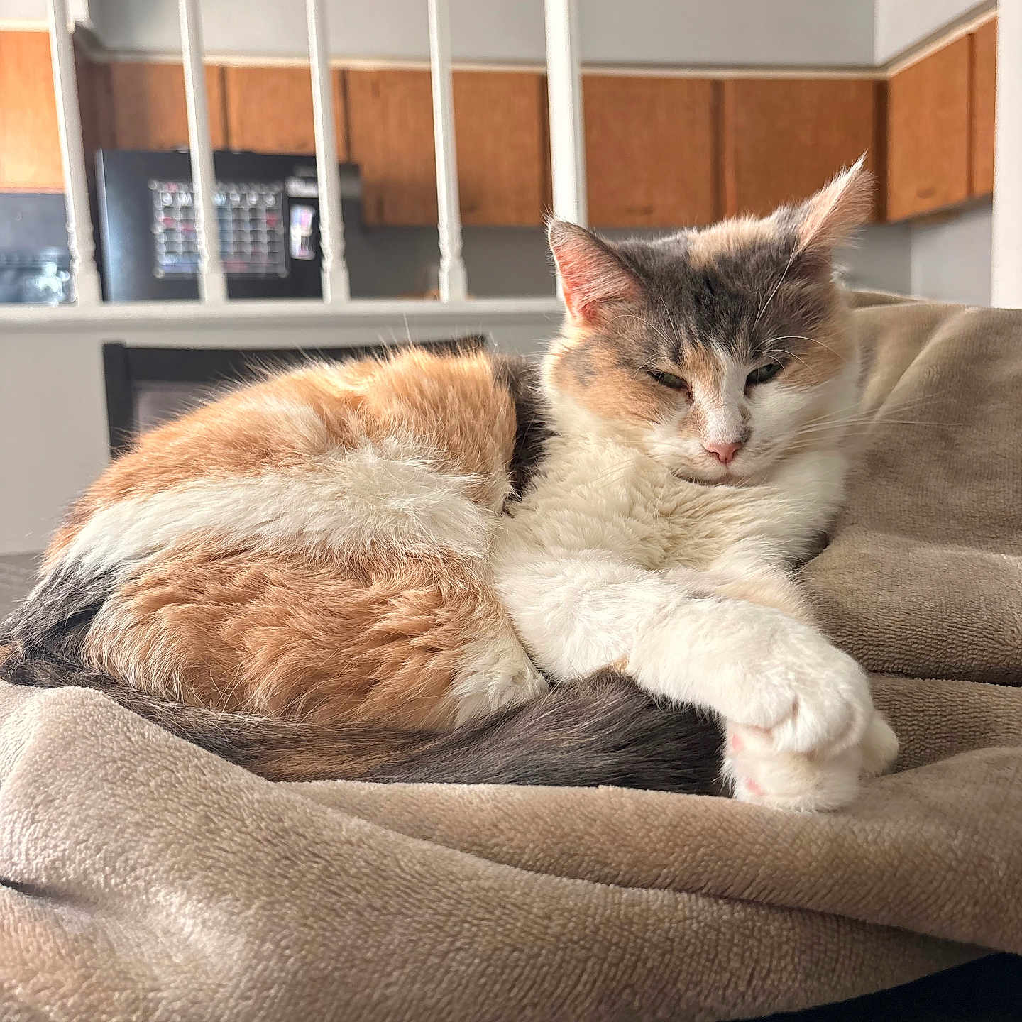 Misty is registered to the contest to win money with this photo: cat, calico, feline, pet, animal, indoor, blanket, cozy, sleepy, fur, whiskers, table, wood, kitchen, cabinet, home, relaxing, resting, soft, comfortable
