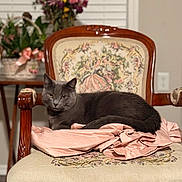 Shadow joined the competition — help win amazing prizes! cat, gray_cat, chair, vintage_furniture, pink_fabric, floral_pattern, wooden_chair, indoor, home_decor, flowers, blurred_background, pet, feline, relaxed, resting, cozy, ornate, upholstery, window_blinds, domestic