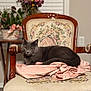 cat, gray_cat, chair, vintage_furniture, pink_fabric, floral_pattern, wooden_chair, indoor, home_decor, flowers, blurred_background, pet, feline, relaxed, resting, cozy, ornate, upholstery, window_blinds, domestic