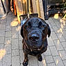 Duncan is registered to the contest to win money with this photo: animal, black_dog, brick_patio, canine, cute, daylight, dog, domestic_animal, friendly, fur, garden_tools, labrador, looking_up, mammal, outdoor, pet, portrait, sitting, sunlight, wooden_planks