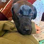 Duncan joined the competition — help win amazing prizes! animal, arm, black_dog, brown_eyes, carpet, close_up, companion, cozy, cute, dog, furniture, indoor, looking_up, pajamas, person, pet, portrait, relaxed, resting, sweatshirt