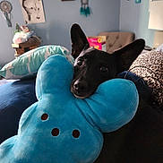 Max is registered to the contest to win money with this photo: dog, black_dog, plush_toy, blue_toy, stuffed_animal, bedroom, pillow, dreamcatcher, artwork, furniture, home_interior, cuddling, pet, animal, cozy, indoor, ears, cute, toy, resting