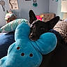 dog, black_dog, plush_toy, blue_toy, stuffed_animal, bedroom, pillow, dreamcatcher, artwork, furniture, home_interior, cuddling, pet, animal, cozy, indoor, ears, cute, toy, resting