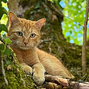 Pop-Corn a rejoint le concours — aidez-le/la à gagner de superbes lots ! cat, ginger_cat, animal, outdoor, tree, moss, nature, branch, leaves, greenery, relaxing, fur, whiskers, closeup, portrait, wildlife, calm, daylight, focus, natural