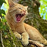 Pop-Corn participe au concours pour gagner de l'argent avec cette photo : cat, ginger_cat, animal, yawning, tree, moss, branch, outdoor, nature, greenery, closeup, whiskers, paw, fur, relaxed, daylight, wildlife, leaf, sleepy, pet