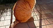 Pop-Corn a rejoint le concours — aidez-le/la à gagner de superbes lots ! cat, orange_tabby, sitting, outdoor, sunlight, shadow, grass, patio, tile_floor, feline, pet, animal, whiskers, ears, tail, nature, daylight, relaxing, fur, cute