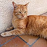 Pop-Corn a rejoint le concours — aidez-le/la à gagner de superbes lots ! cat, ginger_cat, feline, pet, animal, relaxed, lying_down, wall, textured_wall, tile_floor, orange_fur, whiskers, ears, outdoor, quiet, resting, domestic_cat, close_up, side_view, calm