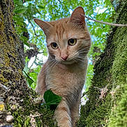 Popcorn a rejoint le concours — aidez-le/la à gagner de superbes lots ! cat, ginger_cat, moss, tree, nature, green_leaves, outdoor, animal, feline, curious, close_up, wildlife, branch, forest, daylight, whiskers, tree_bark, cute, pet, exploration