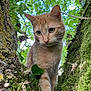 cat, ginger_cat, moss, tree, nature, green_leaves, outdoor, animal, feline, curious, close_up, wildlife, branch, forest, daylight, whiskers, tree_bark, cute, pet, exploration