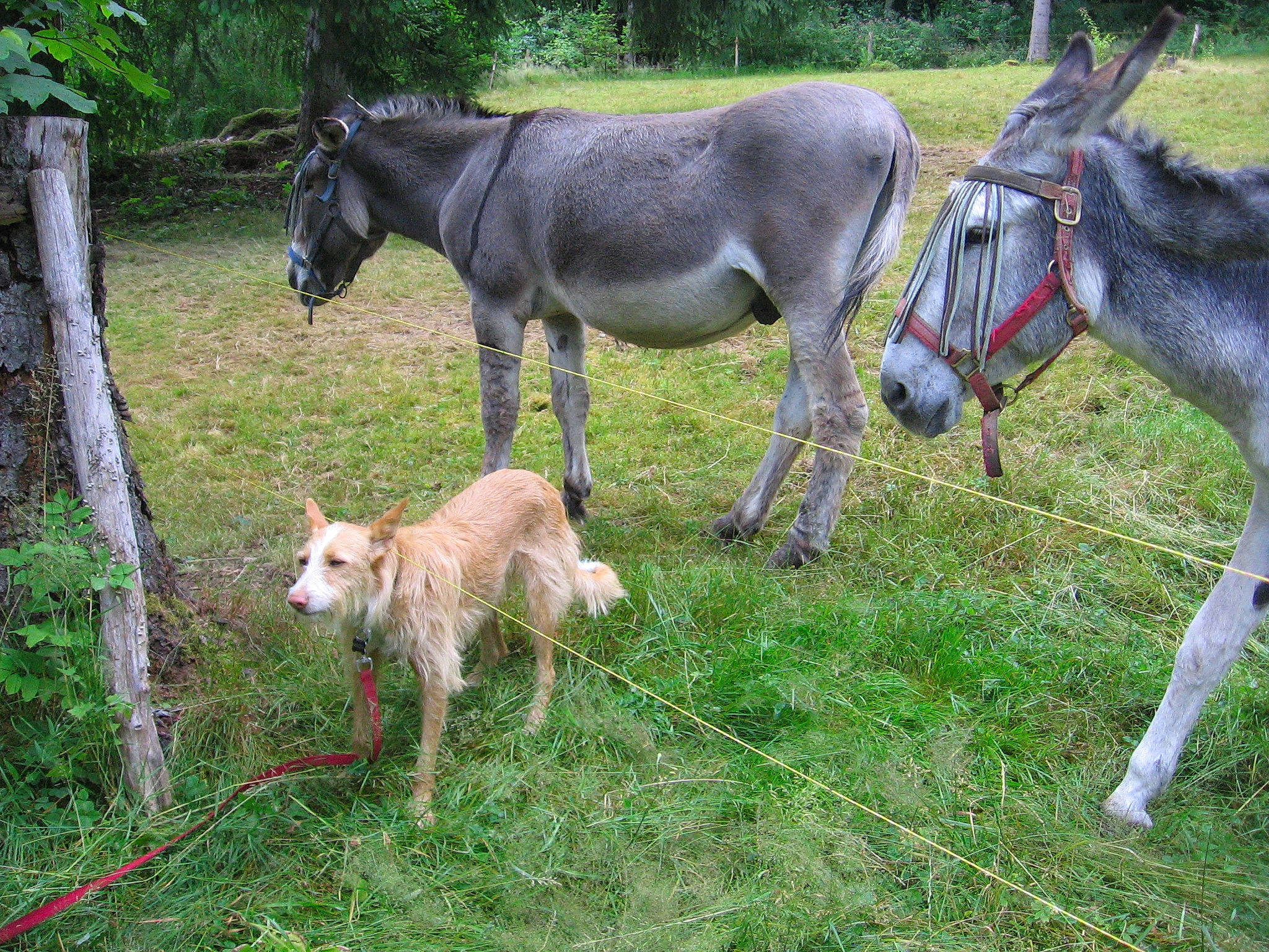 Ginger participe au concours pour gagner de l'argent avec cette photo : burro, colt, fawn, foal, grass, horse, livestock, mammal, pack_animal, pasture, plant, terrestrial_animal, vertebrate, wildlife, working_animal