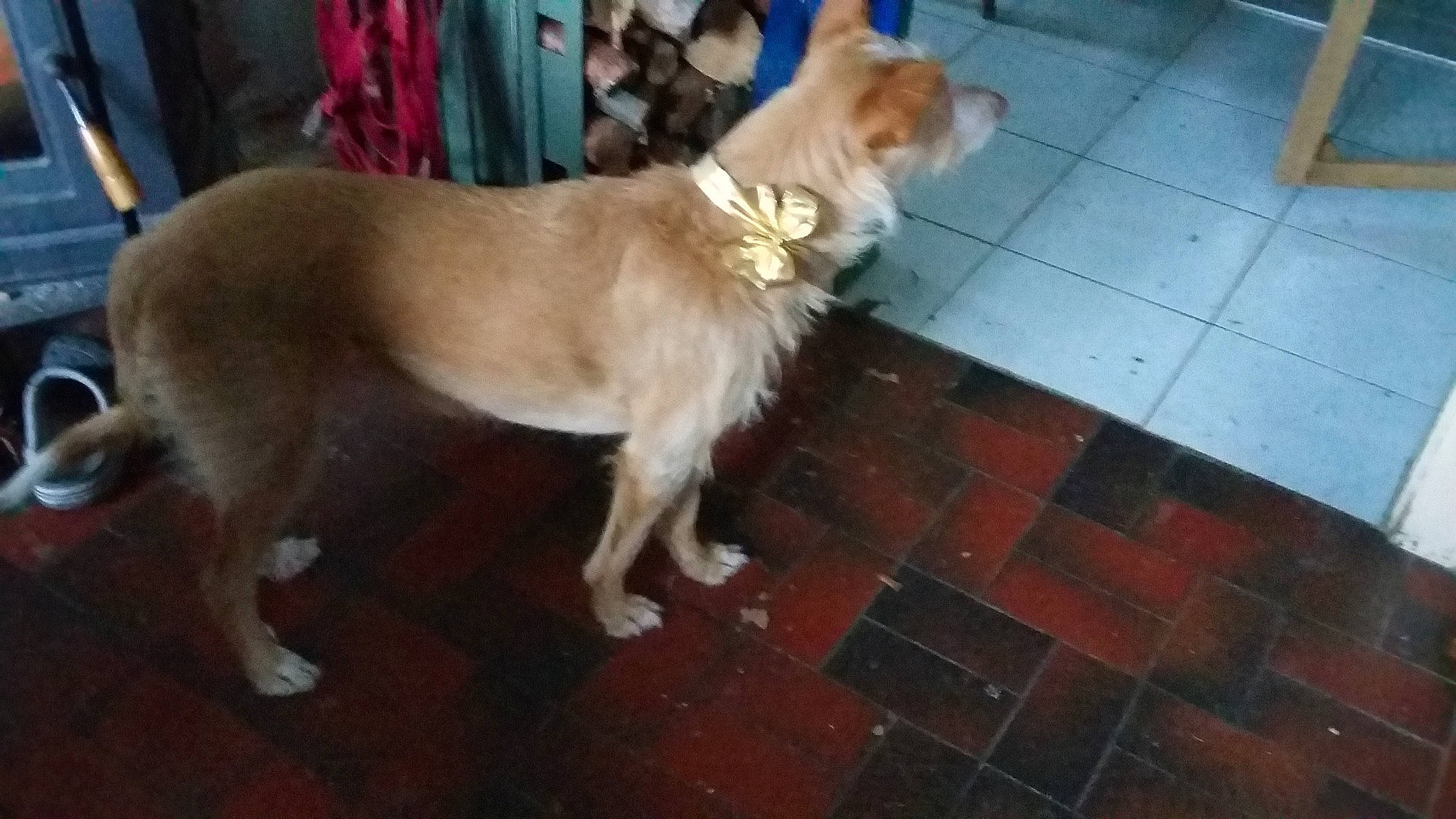 Ginger participe au concours pour gagner de l'argent avec cette photo : canidae, carnivore, carolina_dog, companion_dog, dog, dog_breed, fawn, ibizan_hound, mammal, portuguese_podengo, sporting_group, street_dog, tail, vertebrate