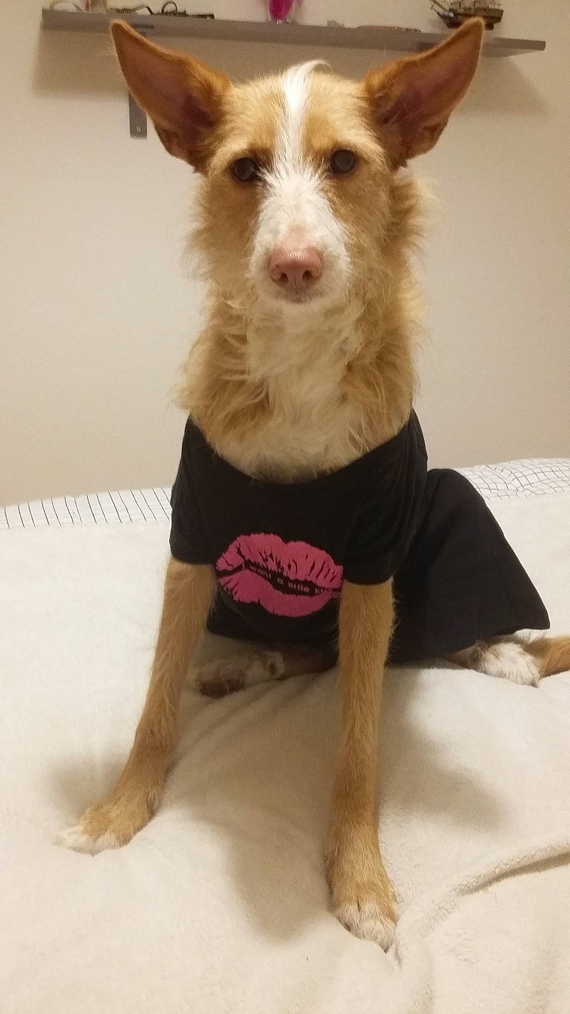Ginger a rejoint le concours — aidez-le/la à gagner de superbes lots ! canidae, carnivore, companion_dog, dog, dog_breed, dog_clothes, ear, fur, ibizan_hound, mammal, portuguese_podengo, puppy, rare_breed_dog, vertebrate