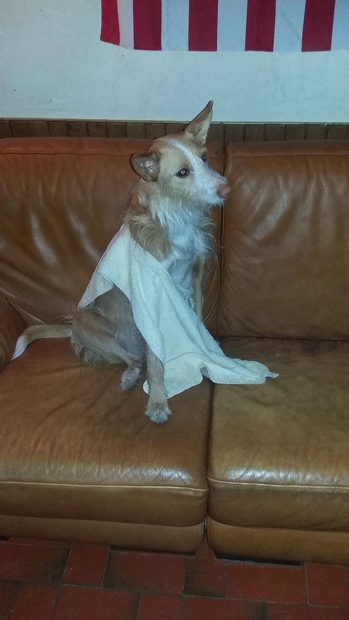 Ginger a rejoint le concours — aidez-le/la à gagner de superbes lots ! canidae, carnivore, dog, dog_breed, fawn, mammal, tail