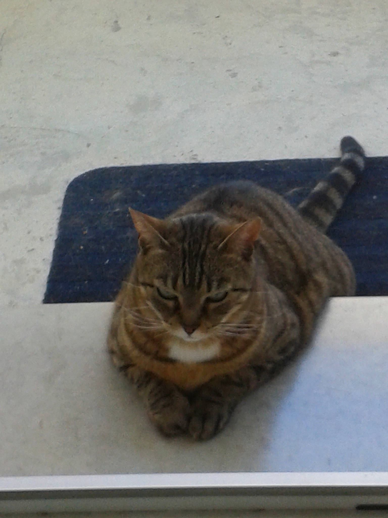 Kaïla participe au concours pour gagner de l'argent avec cette photo : aegean_cat, asian, bengal, california_spangled, carnivore, cat, domestic_short_haired_cat, dragon_li, european_shorthair, felidae, kitten, ocicat, small_to_medium_sized_cats, tabby_cat, whiskers, wild_cat, window