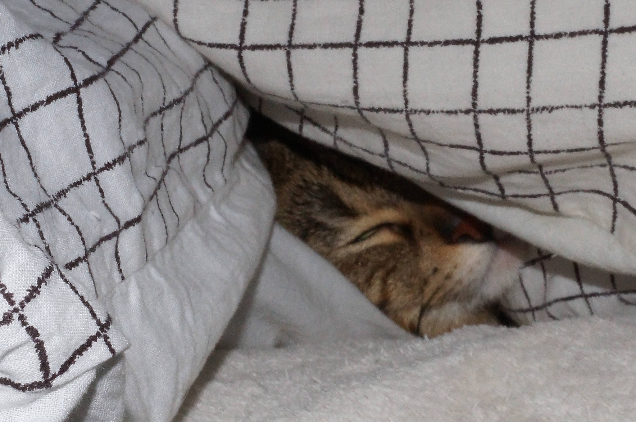 Kaïla a rejoint le concours — aidez-le/la à gagner de superbes lots ! bengal, carnivore, cat, domestic_short_haired_cat, european_shorthair, fawn, felidae, fur, kitten, small_to_medium_sized_cats, snout, tabby_cat, whiskers