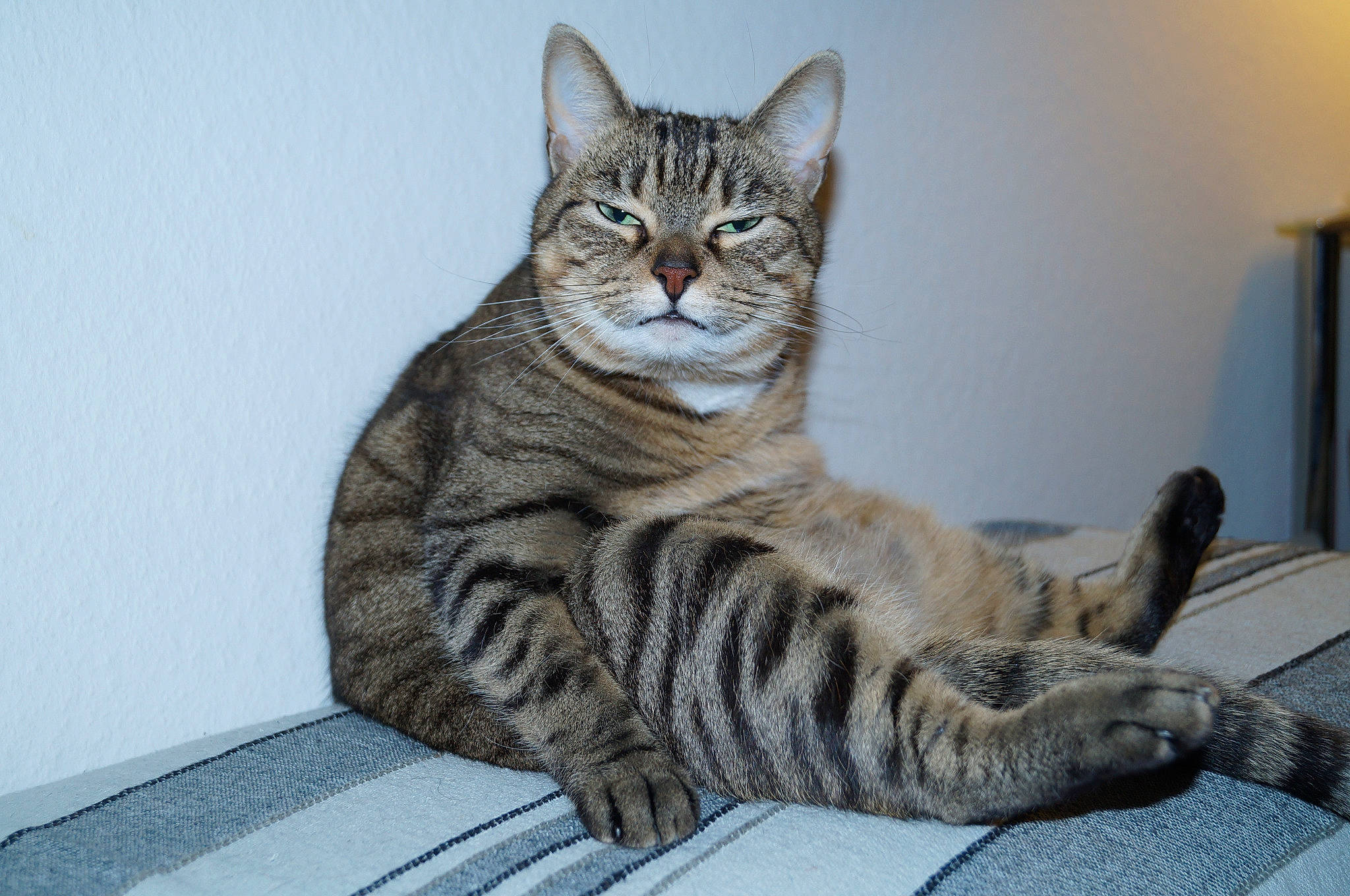 Kaïla a rejoint le concours — aidez-le/la à gagner de superbes lots ! aegean_cat, american_bobtail, american_shorthair, american_wirehair, asian, australian_mist, california_spangled, carnivore, cat, domestic_short_haired_cat, dragon_li, european_shorthair, felidae, mammal, ocicat, pixie_bob, small_to_medium_sized_cats, tabby_cat, vertebrate, whiskers