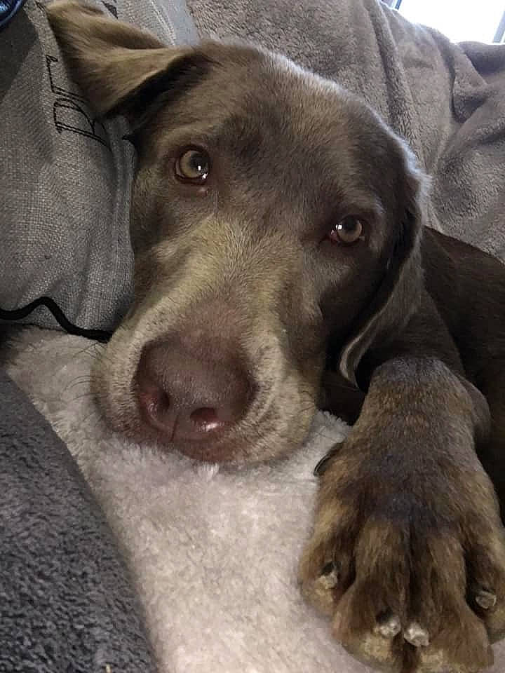 Sasha is registered to the contest to win money with this photo: borador, canidae, carnivore, comfort, companion_dog, dog, dog_breed, fur, guard_dog, gun_dog, liver, metal, retriever, selfie, snout, sporting_group, vertebrate, whiskers, working_animal