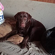 Azia a rejoint le concours — aidez-le/la à gagner de superbes lots ! animal, blanket, brown, chocolate_labrador, couch, cozy, dog, domestic_animal, fur, home, indoor, labrador, laying_down, looking_at_camera, pet, pillow, relaxed, resting, wallpaper, wood_paneling
