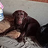 animal, blanket, brown, chocolate_labrador, couch, cozy, dog, domestic_animal, fur, home, indoor, labrador, laying_down, looking_at_camera, pet, pillow, relaxed, resting, wallpaper, wood_paneling