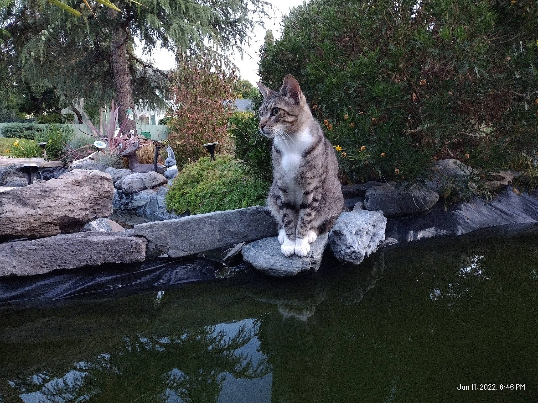 Charlie Bear is registered to the contest to win money with this photo: bank, carnivore, cat, domestic_short_haired_cat, felidae, grass, landscape, leisure, plant, reflection, road_surface, rock, small_to_medium_sized_cats, snout, tail, tree, water, watercourse, whiskers, wildlife