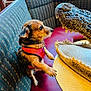 dog, small_dog, red_harness, booth_seating, patterned_upholstery, table, crocodile_head, alligator_head, sculpture, indoor, pet, animal, snout, teeth, fur, ears, claws, looking, curious, close_up