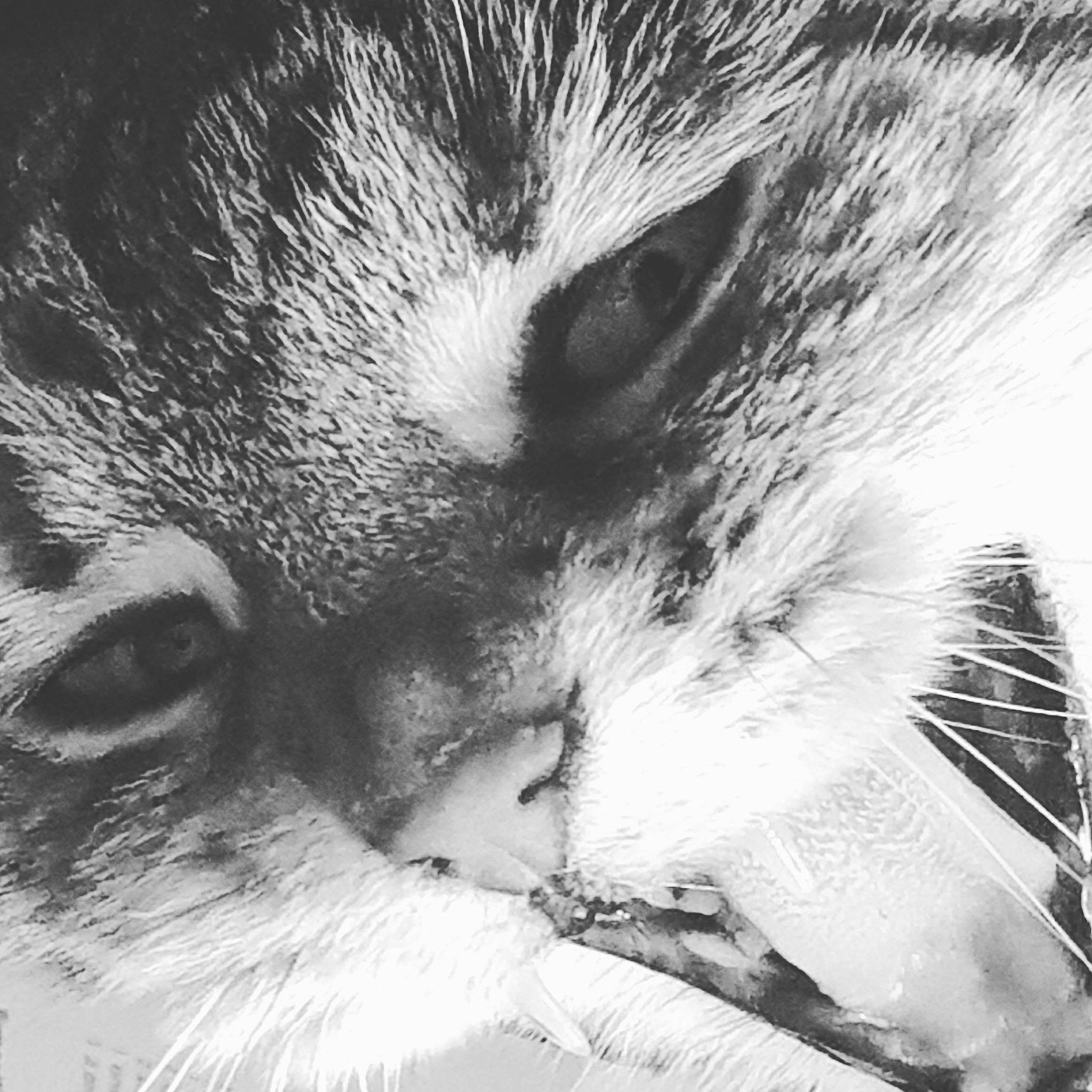 Grenadine a rejoint le concours — aidez-le/la à gagner de superbes lots ! black_and_white, carnivore, close_up, eye, fur, nose, organ, procyon, procyonidae, snout, whiskers, wildlife