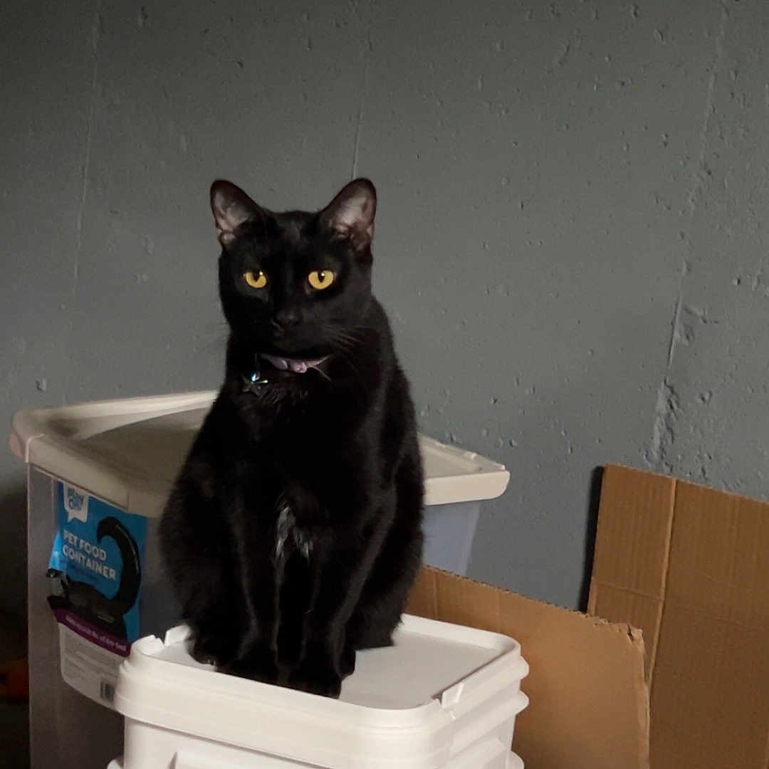 Bellatrix joined the competition — help win amazing prizes! accessories, animal, bag, blackcat, box, bucket, can, cardboard, carton, cat, garbage, handbag, kitten, pet, plastic, plywood, tin, trash, trashcan, wood