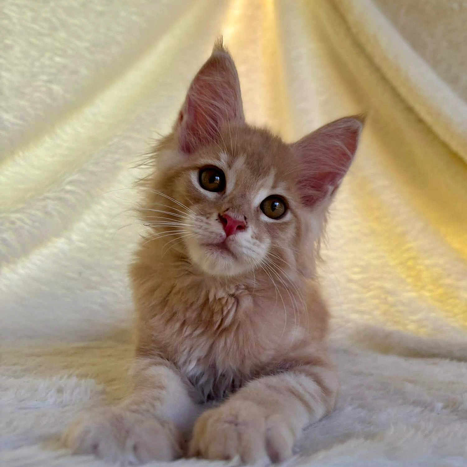 Asselan a rejoint le concours — aidez-le/la à gagner de superbes lots ! animal, cat, closeup, cozy, curious, cute, ears, feline, fluffy, fuzzy, indoor, kitten, paws, pet, portrait, resting, small, soft_texture, whiskers, young